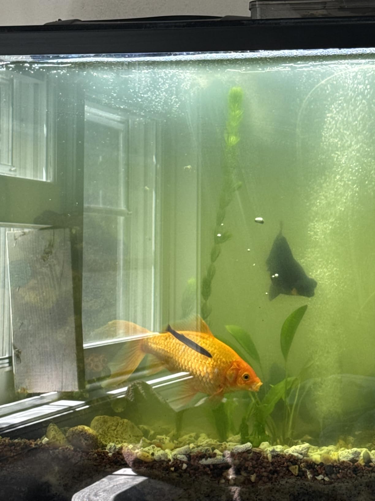 TARARIUM Aquarium Filter U-V for 20-75 Gallon, 200GPH Fish Tank Filter w/ 5W U-V Light Green Clean Machine Submersible Powerful Pump Internal Filter for Turtle Tank Saltwater Freshwater Crystal Clear customer photo 2