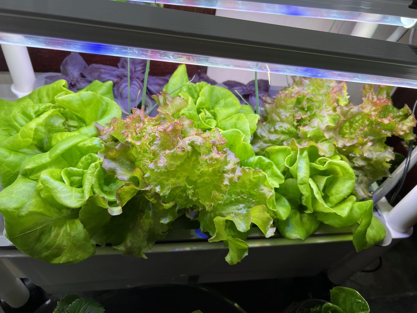Hydroponics Growing System, AOONEG 42Pods Indoor Herb Garden with LED Grow Light, Hydroponics Growing System Kit with Automatic Timer, Pump System, Adjustable Height (No Seed, Glossy White, 3Layer-42Pods) customer photo 1
