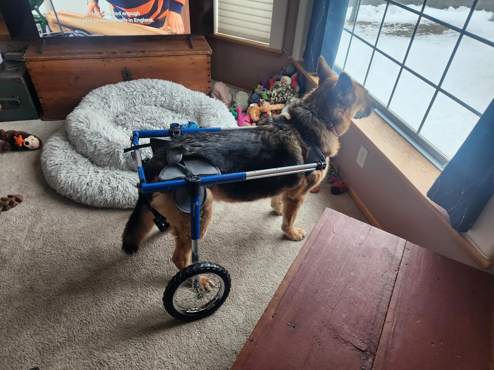 Dog Wheelchair for Back Legs, Dog Wheelchair with All-Terrain Tires & Durable Bearings, Large Dog Wheelchair for Back Legs, 48.5-66.1 lbs (L) customer photo 1