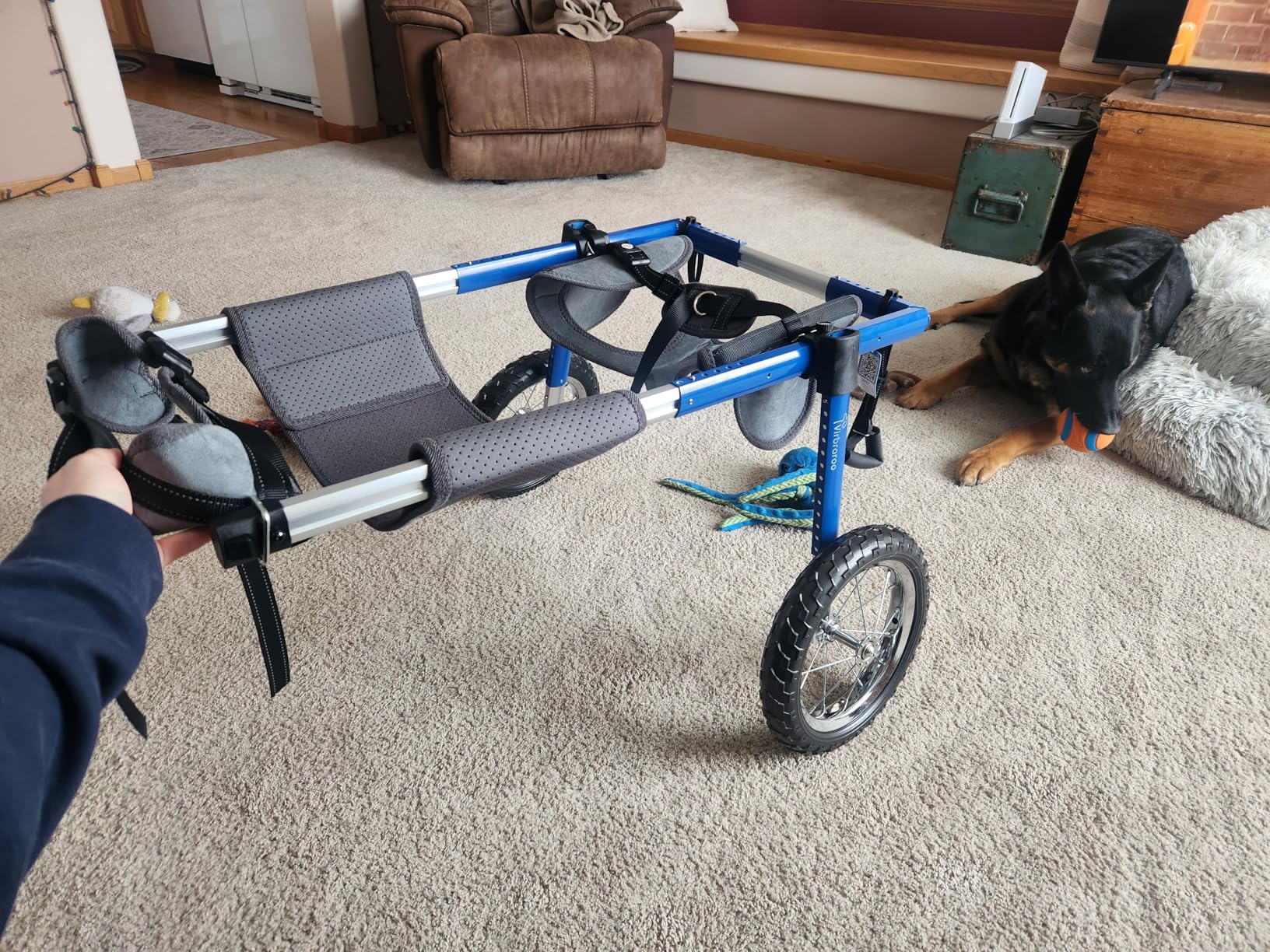 Dog Wheelchair for Back Legs, Dog Wheelchair with All-Terrain Tires & Durable Bearings, Large Dog Wheelchair for Back Legs, 48.5-66.1 lbs (L) customer photo 2