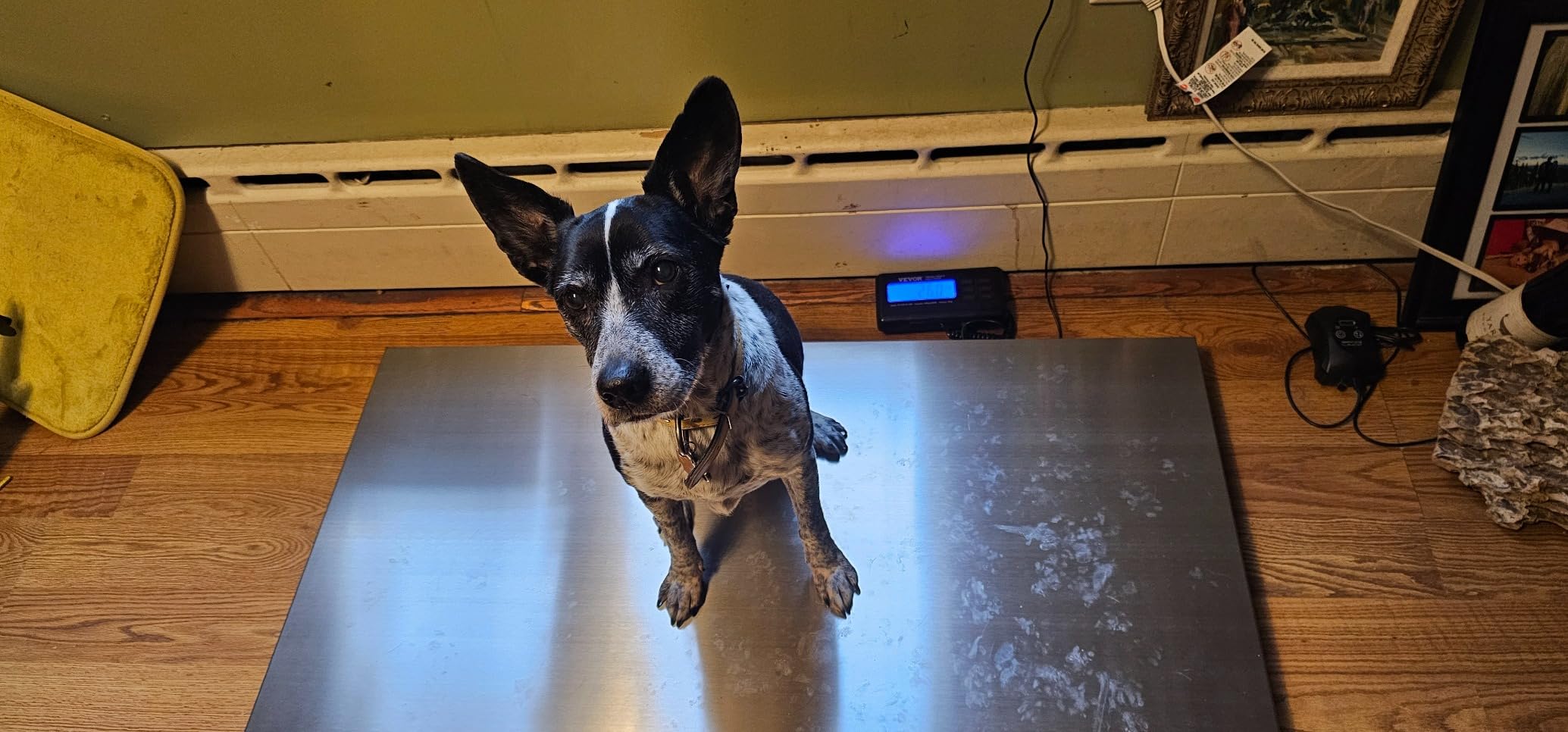 VEVOR 880Lbs x 0.2Lbs Livestock Scale Shipping Scales Large Platform 40.6x20.9Inch Stainless Steel Vet Scale Industrial Floor Scale Large Animal Dog Pig Scale Goat Weight Scale Pet Digital Scale customer photo 2