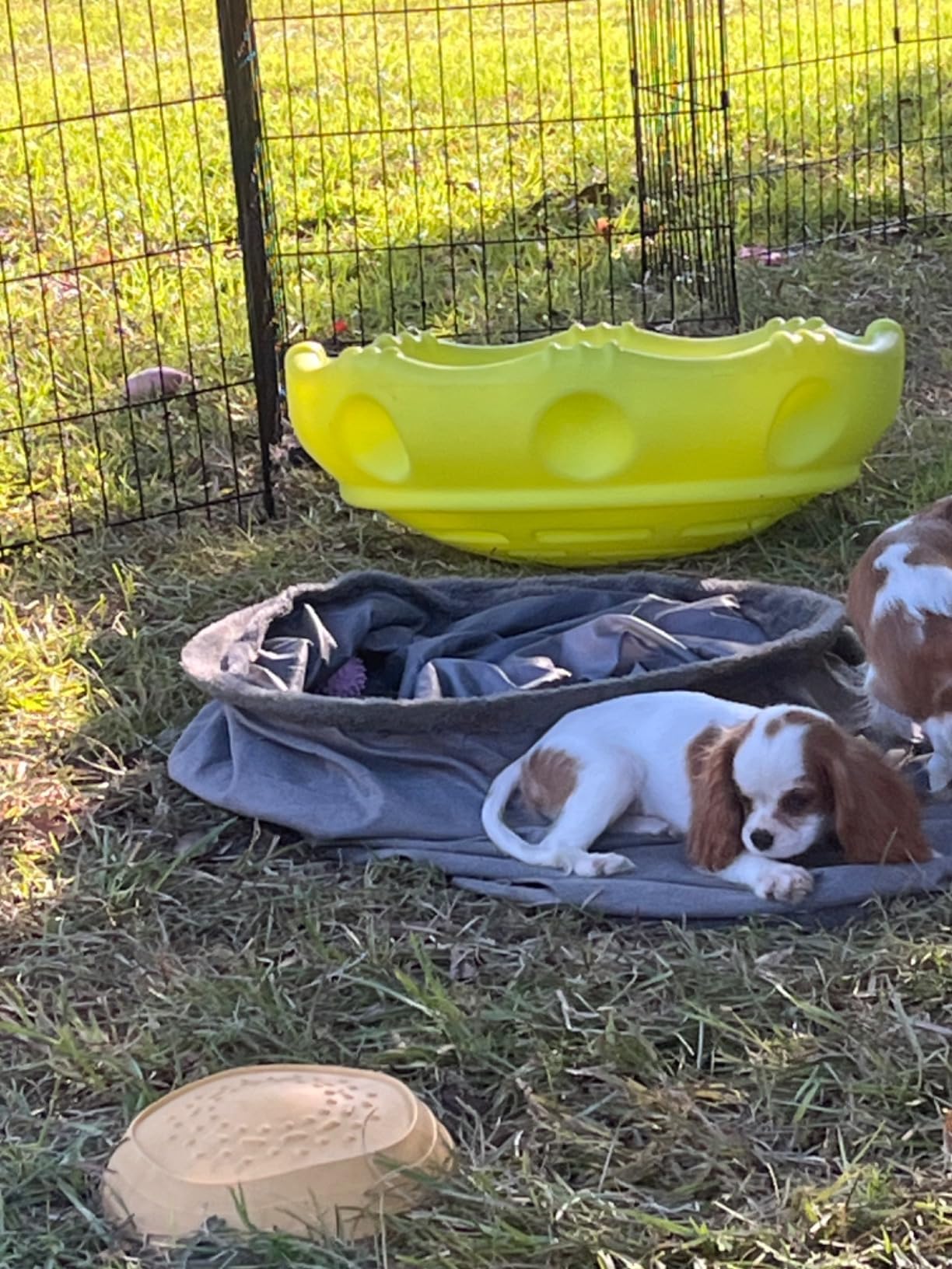 HOMBYS Extra Large Dog Tunnel for Large Dogs, Cats & Adults, Jumbo 22x22x51 Inches, Collapsible Play Tunnel customer photo 1