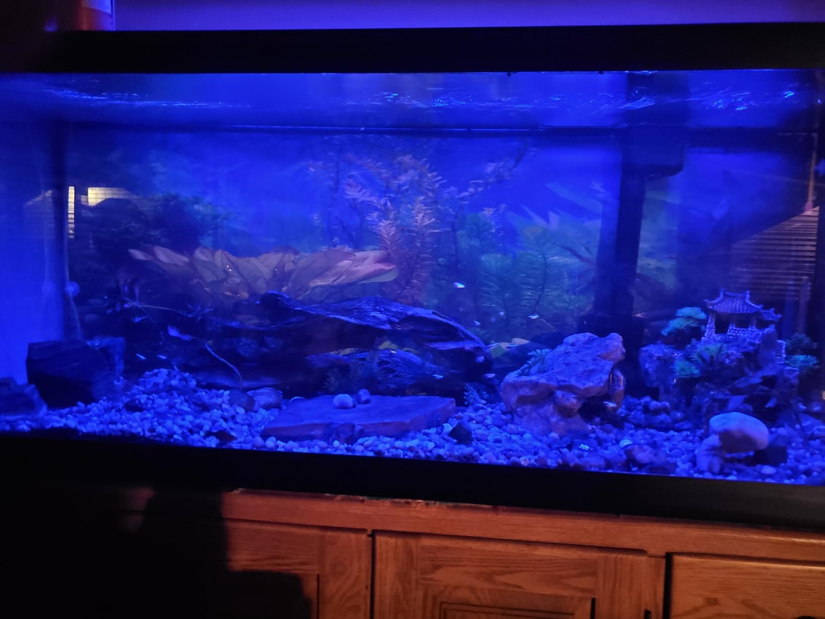 AQQA LED Aquarium Light, 24/7 Mode IP68 Waterproof Extendable Bracket Fish Tank Light, DIY Mode Full Spectrum Aquarium Plant Light, Adjustable Timer/Brightness Memory Function for 48-55 Inch Fish Tank customer photo 2