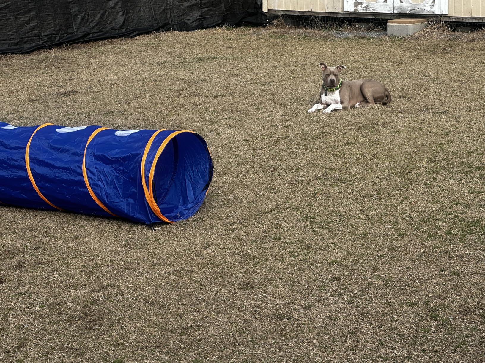 Dog Agility Tunnel with Ventilated mesh, Dog Agility Equipment, Dog Agility Training with Carry Bag (Blue+Orange) customer photo 2