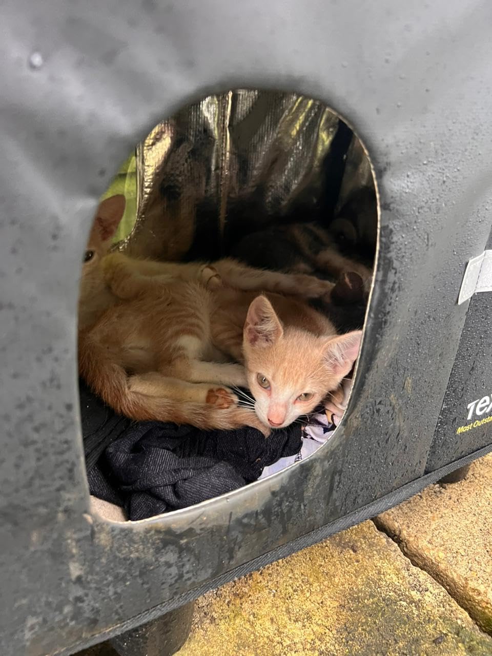 Texsens Outdoor Cat House - Weatherproof Large Cat Shelter for Outside with Roof Window- Insulated Elevated House for Stray/Barn Cats with Cozy Cushion - Ideal Waterproof Feral Cat House customer photo 1