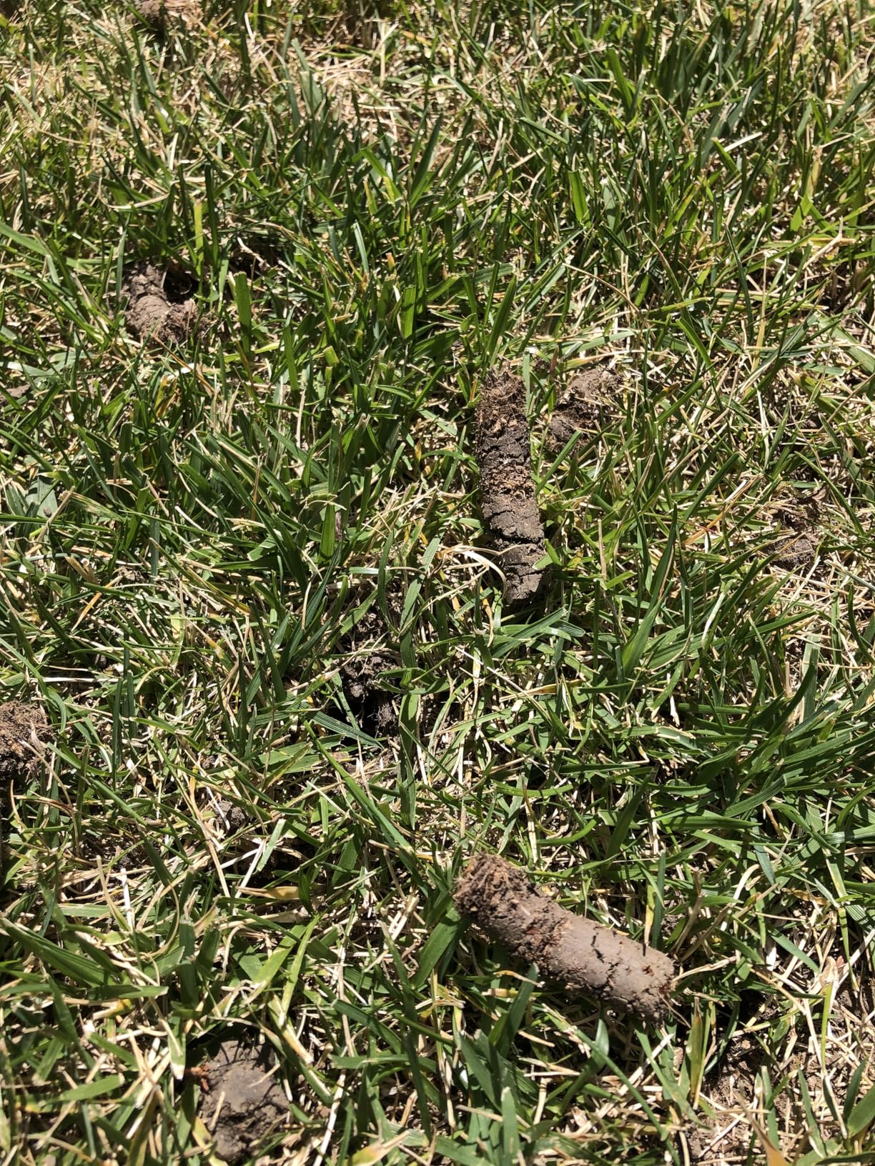 Patented Rolling Lawn Coring Aerator Yard Grass Pulling Plugs Manual Aeration Tool Push Roller Rotary Compacted Garden Soil Loosening customer photo 1