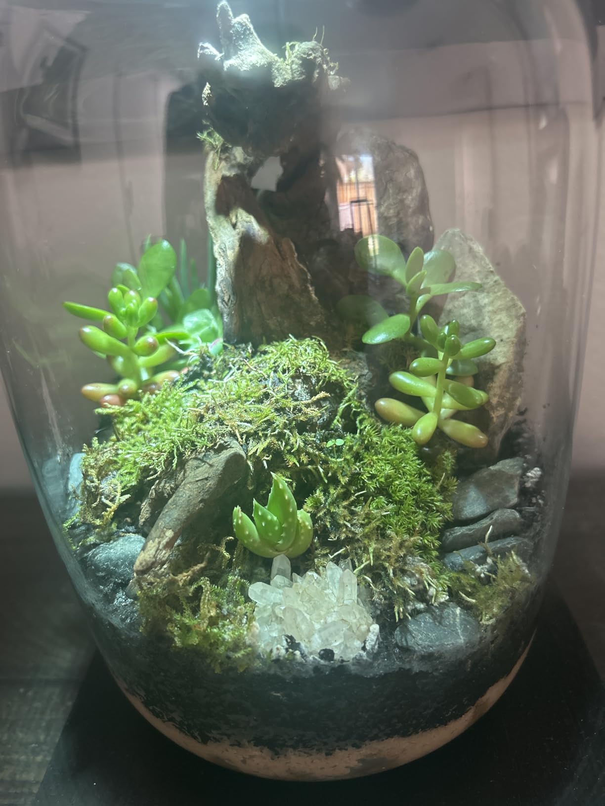Terrarium Kit with Grow Light - 24-Piece DIY Glass Terrarium Set with Tools, Moss, Driftwood, Soil & Pebbles - Mini Gardening Kit for Air Plants, Succulents & Indoor Desk Decoration Gift customer photo 2