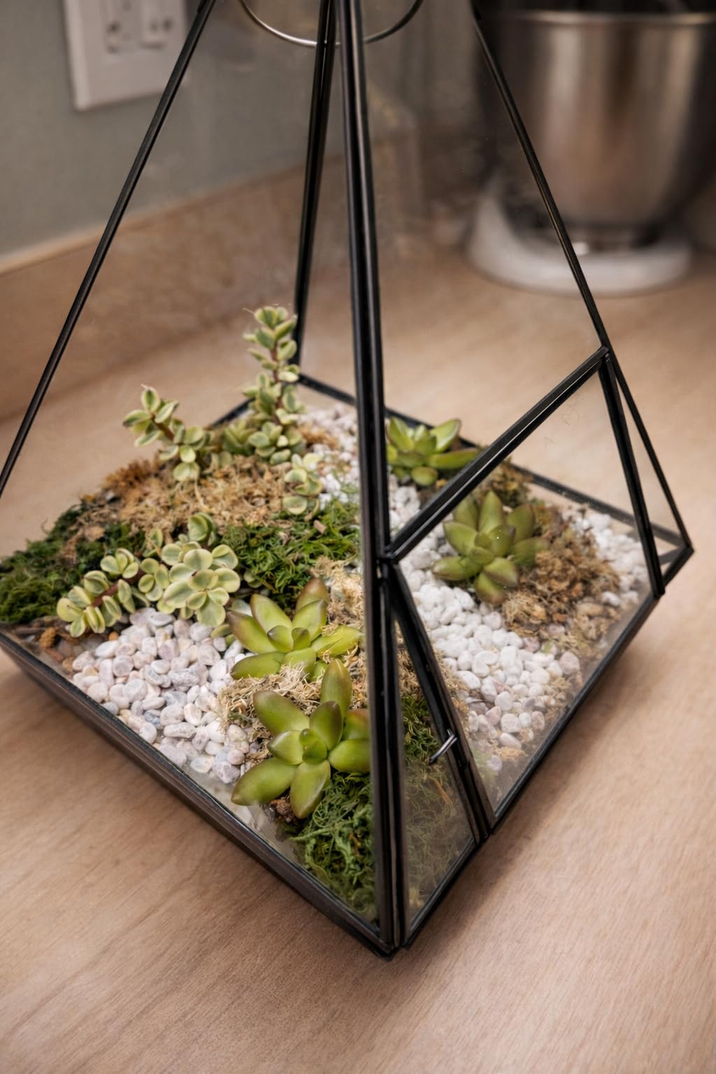 DUSPRO Terrarium Kit, Include Potting Soil, Pumice, Zeolite, Green Moss, Sphagnum Moss, Decorative Stone, Mesh, Tools, DIY Terrarium Kit for Kids, Air Plant, Succulent customer photo 2