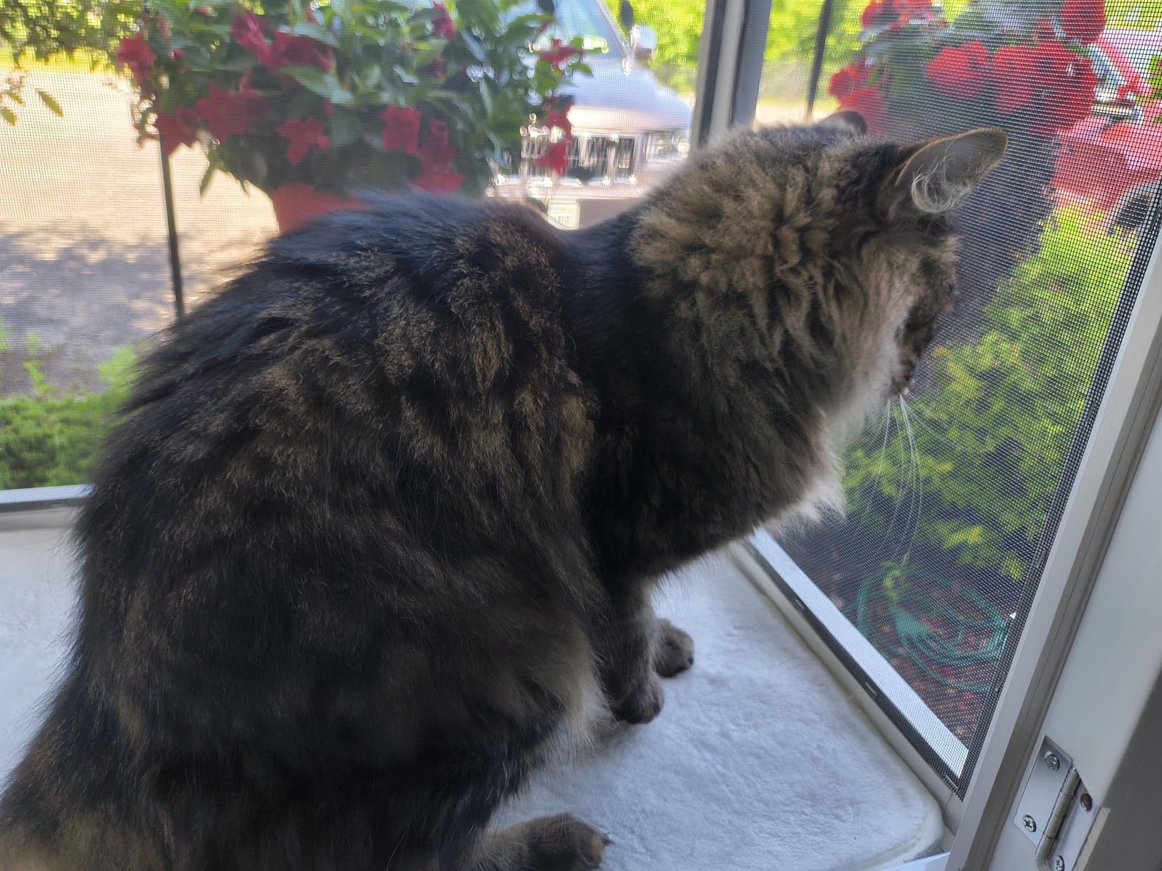 GDLF Cat Window Box, Universal Cat Window Perch Catio with Mosquito Proof, Fits Double Hung Windows 24