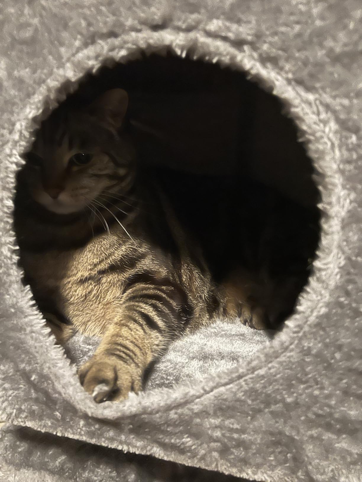 Gardner Pet 65in Heavy Duty Cat Tree Tower for Large Cats, Multi-Level Cat Furniture with Replaceable Sisal Scratching Post, Hammock, Extra-Large Platform & Condo (Beige) customer photo 2