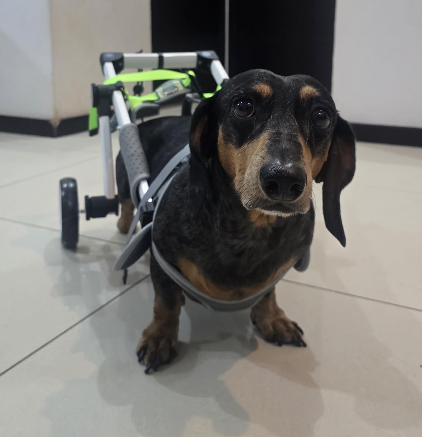 Adjustable Dog Wheelchair for Back Legs Mobility Support Lightweight Pet Wheelchair for Disabled Hind Legs Walking Stable Dog Cart for Pets customer photo 2