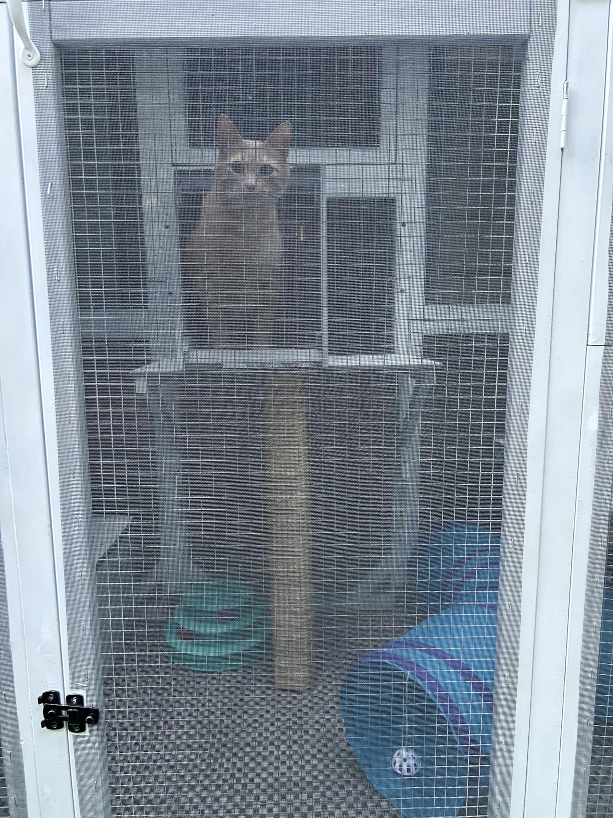 Aivituvin Cat House Outdoor Catio Kitty Enclosure with Super Large Enter Door, Wooden Cat Cage Condo Indoor Playpen with Platforms, Small House, 70 Inch customer photo 2
