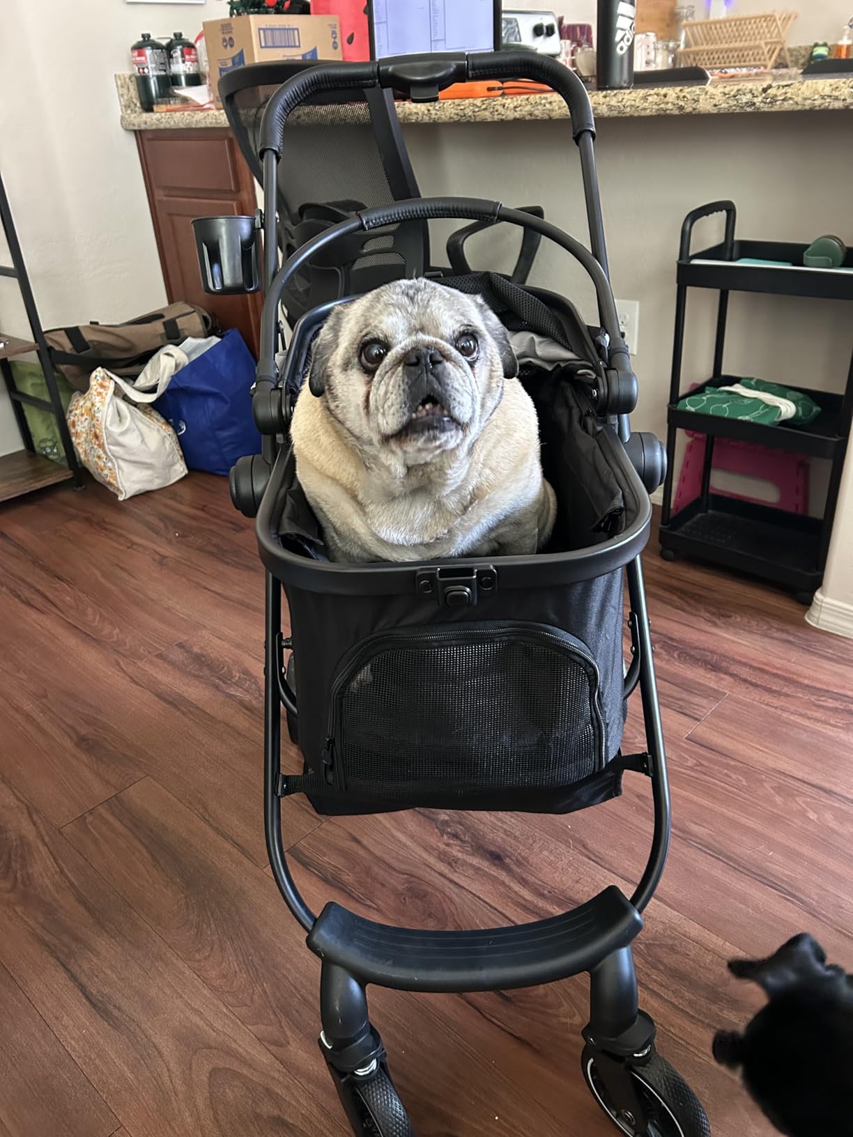 Pet Stroller for Small Dogs and Cats, One-Click Foldable Dog Stroller with Detachable Carrier & 3 Safety Tethers, Holds up to 33 lbs, Storage Basket & Cup Holder, Breathable Mesh, Black customer photo 1