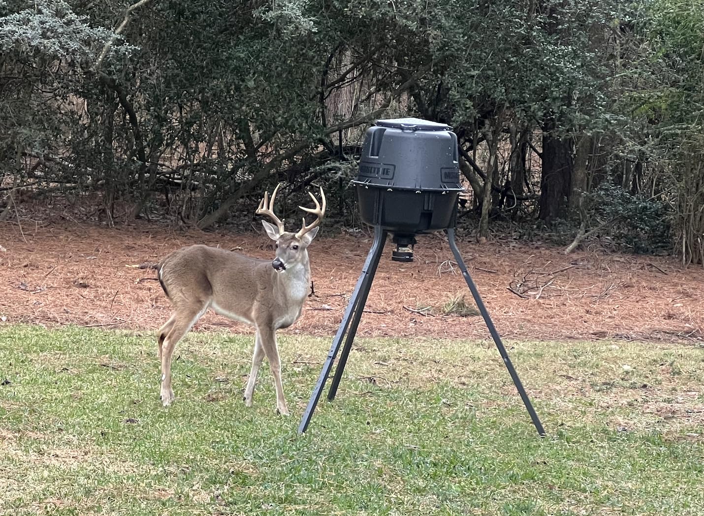 Moultrie 200 Lb Deer Feeder Standard - Bluetooth App Control, Pairs with Edge 3 for Full Remote Access, No Subscription customer photo 1