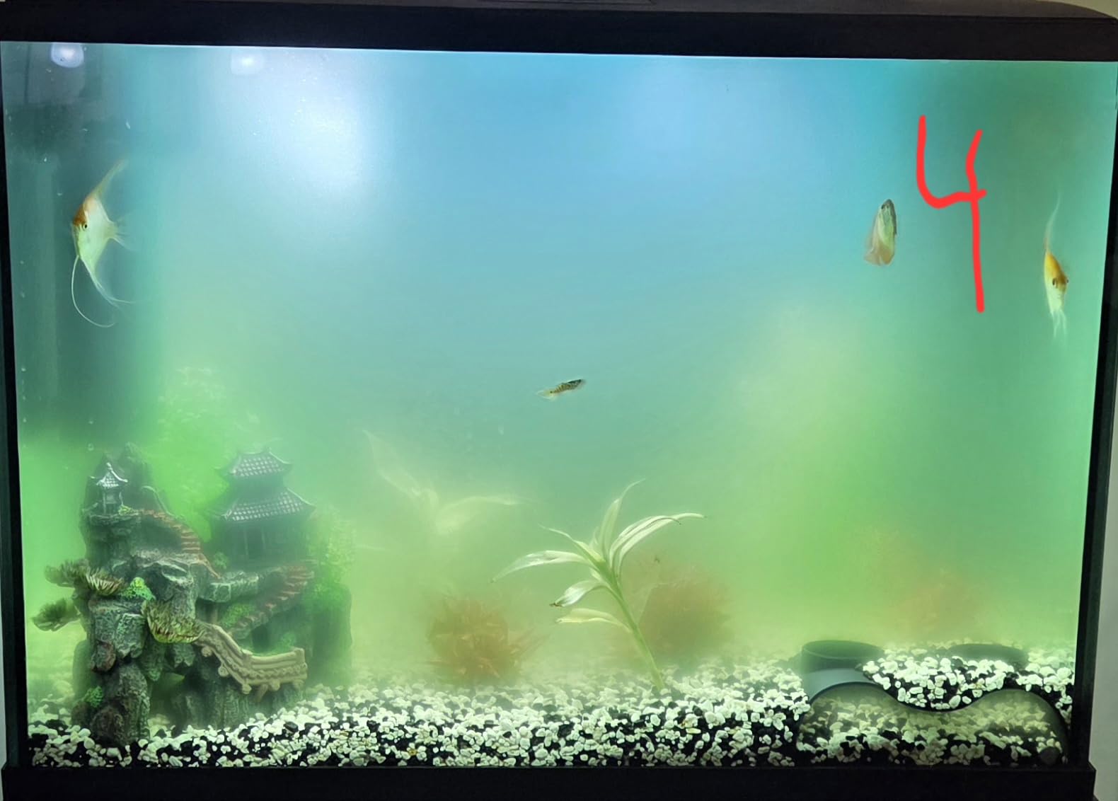 AquaMiracle Aquarium Filter with U - V Light & Filter Sponge, Fish Tank Filter with Timer for Green Water, Turtle Filter with Aeration & Rainfall Mode for Aquarium 10-30 Gallon customer photo 2