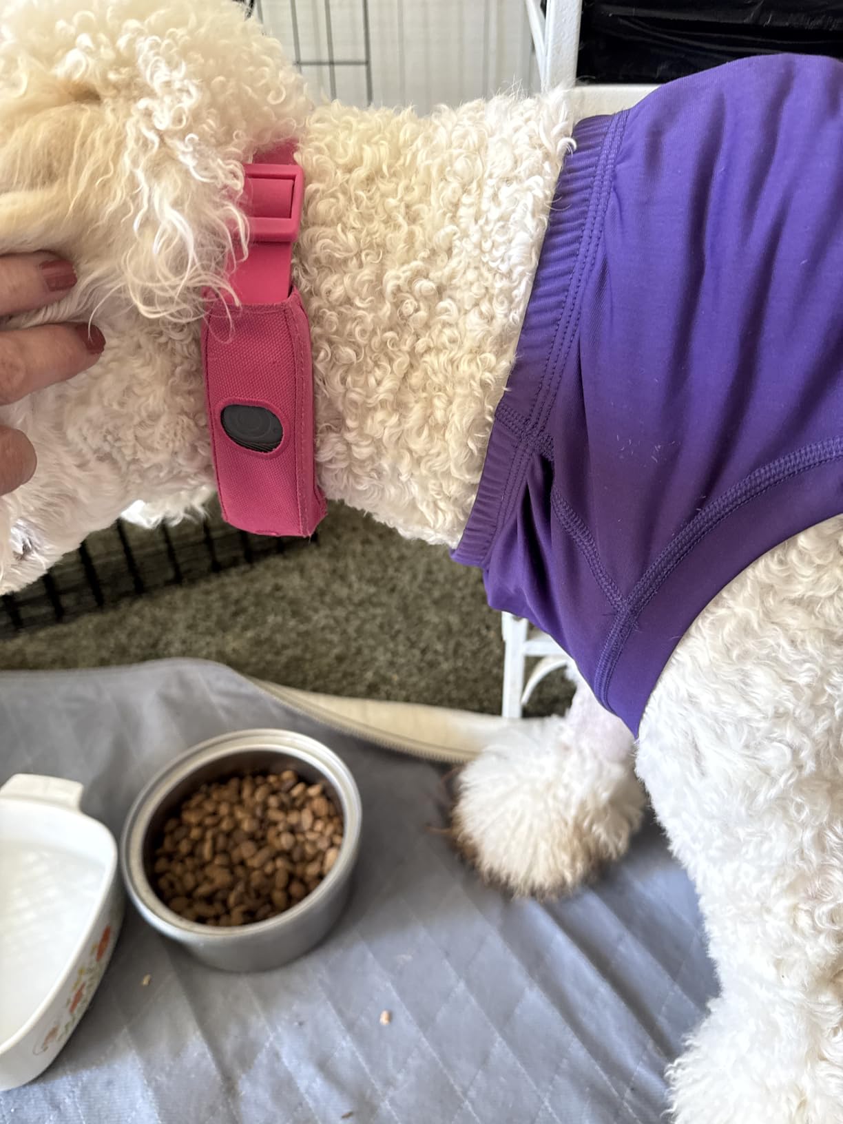 Halo Collar 5 Wireless Dog Fence & GPS Dog Collar, Keep Your Dog Safely Contained Outdoors with App-Controlled Boundaries and Real-Time Tracking customer photo 1