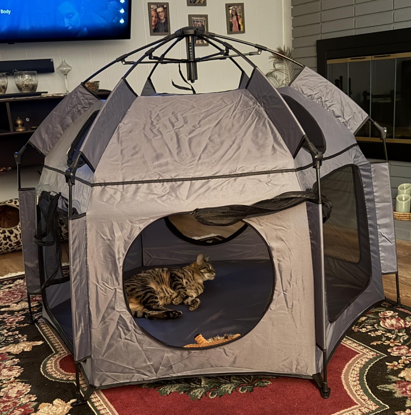 Catio Outdoor Cat Enclosure, Rywell 55