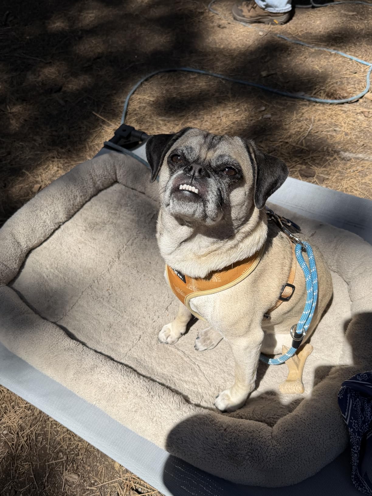 Heeyoo Elevated Dog Bed with Removable Canopy, Portable Dog Cot with Sun Protection Shade Tent, Raised Pet Cooling Cot Bed for Dogs, 42in customer photo 2