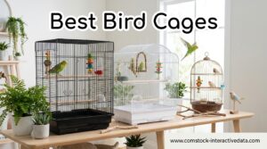 Best Bird Cages
