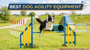 Best Dog Agility Equipment