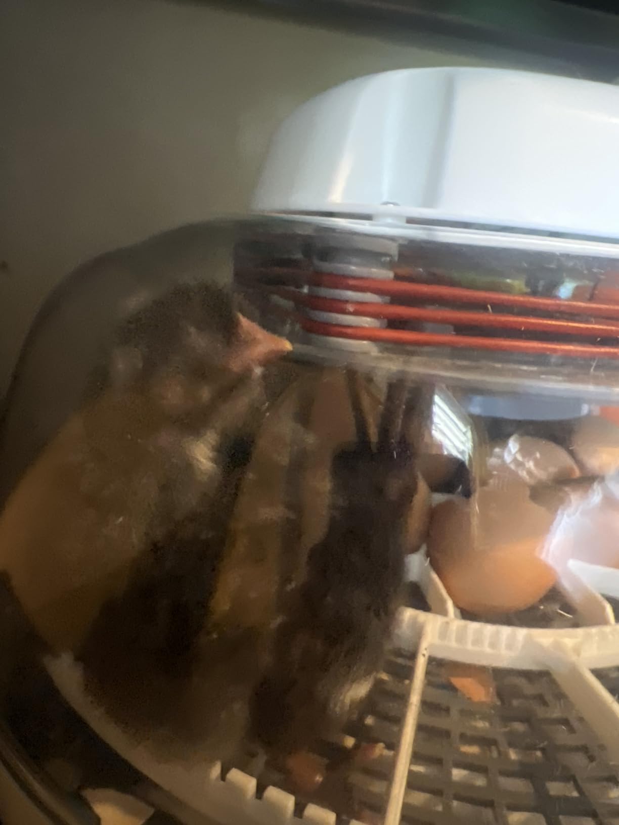Harris Farms Nurture Right Egg Incubator for Hatching Chicks, Holds 12-22 Eggs, Automatic Turner with Temperature and Humidity Control, 360 Degree View customer photo 1