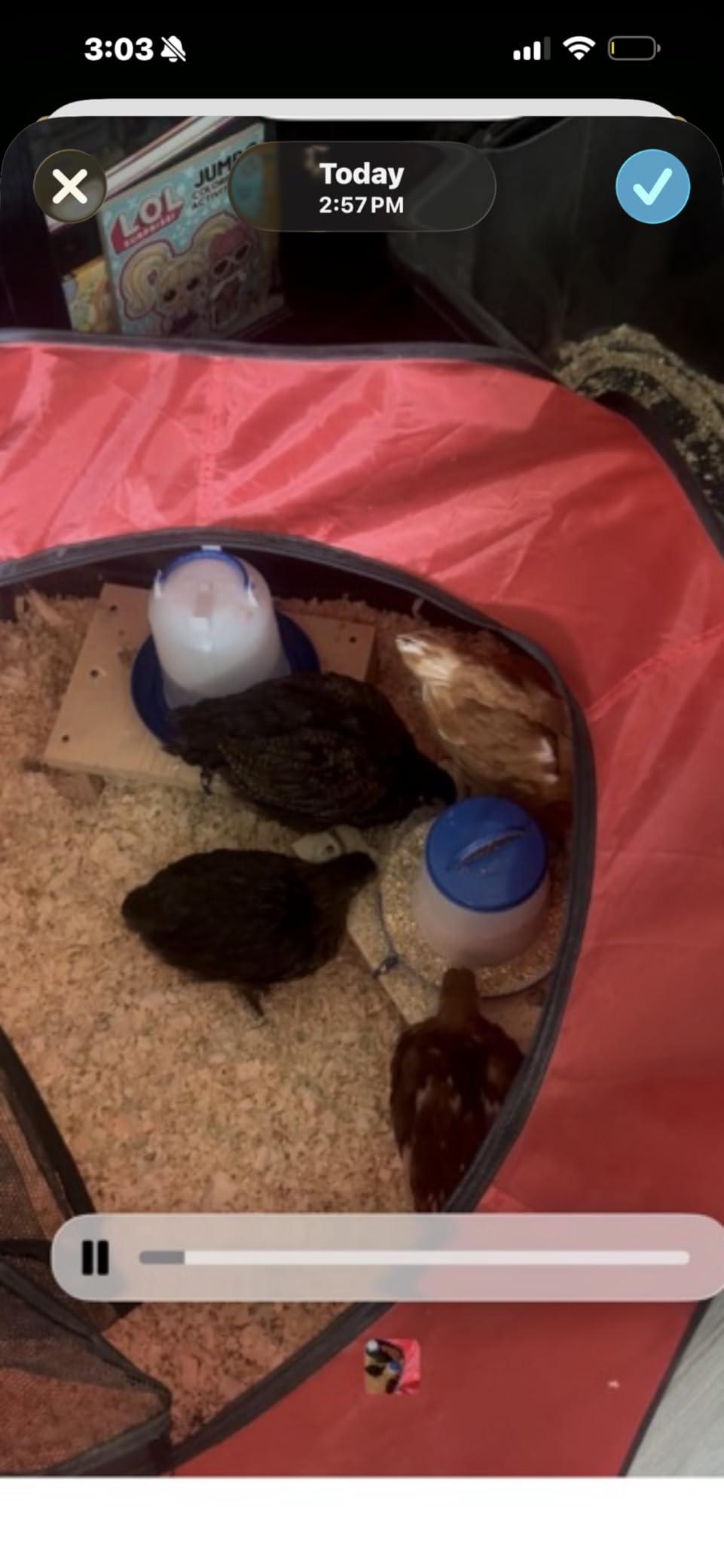 Tetuga Brooder Box for Chick Starter Kit - Brooder Pen/Chicken Supplies Brooder Box with Ideal Size Brooding Up to 15 Chick, Duck and Quail(Red) customer photo 1