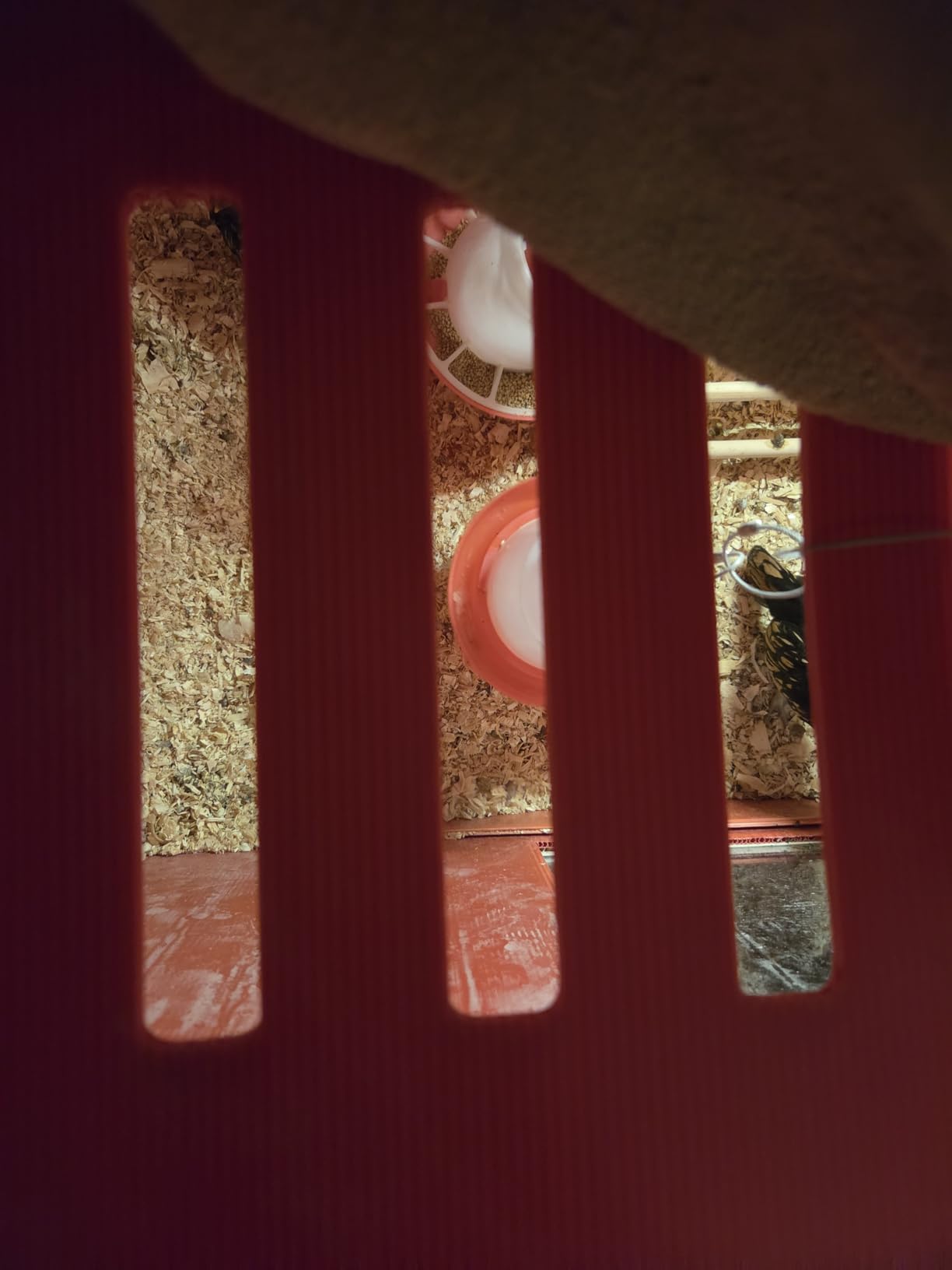 RentACoop Big Red Barn Chick Brooder | Durable, Lightweight, Easy-Clean, Multipurpose | with Absorbent Hatchling Liners, Jute Liners, LED Light, Security Latch customer photo 1