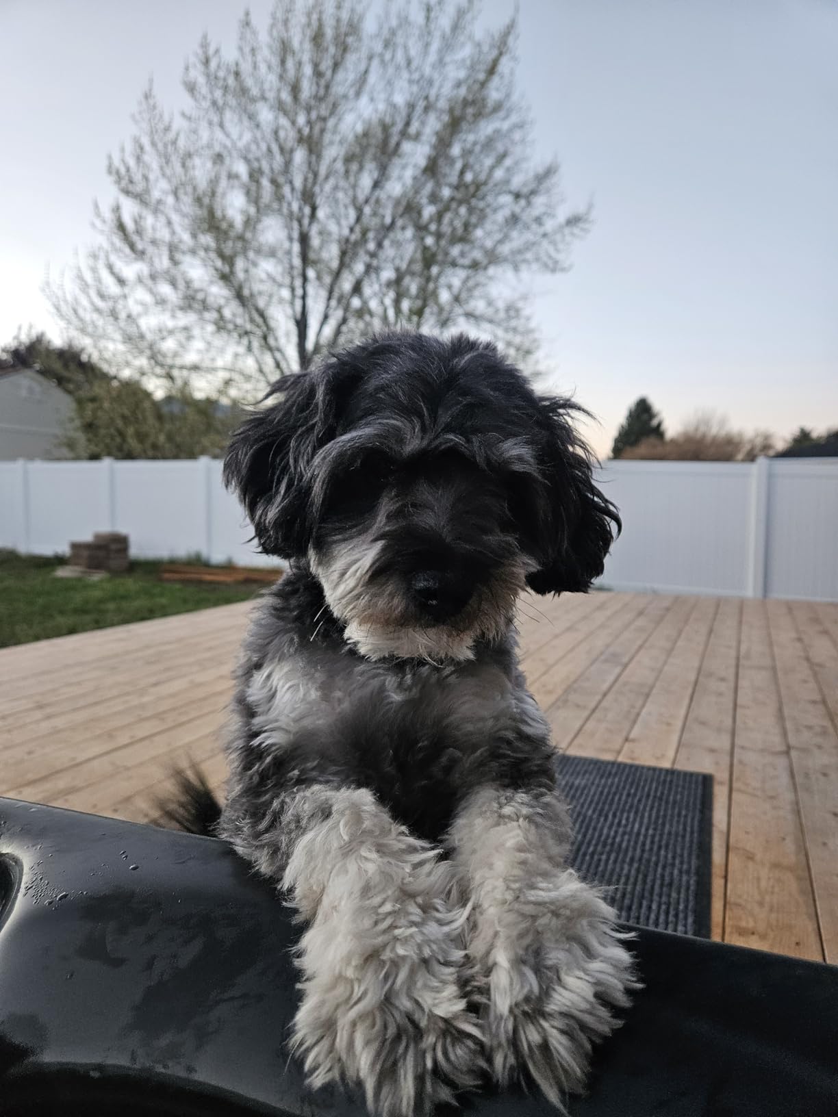 Professional Dog Clippers for Grooming - 2 Speed for Thick Curly Matted Coats, Low Noise Cordless Pet Hair Trimmer with Detachable A5 Blade & Metal Guide Combs Kit customer photo 2