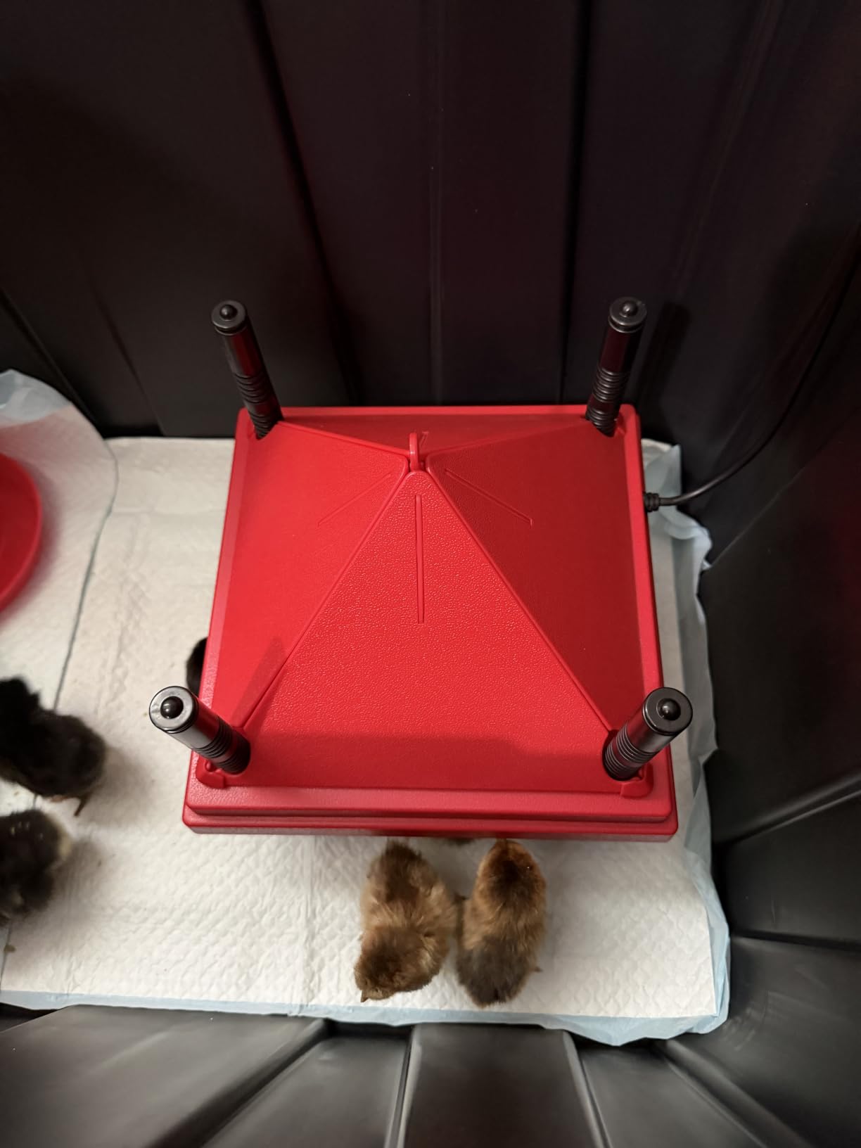 ZenxyHoC Brooder Plate for Chicks with Anti-Roost Cone, Chick Brooder Heater Red 10