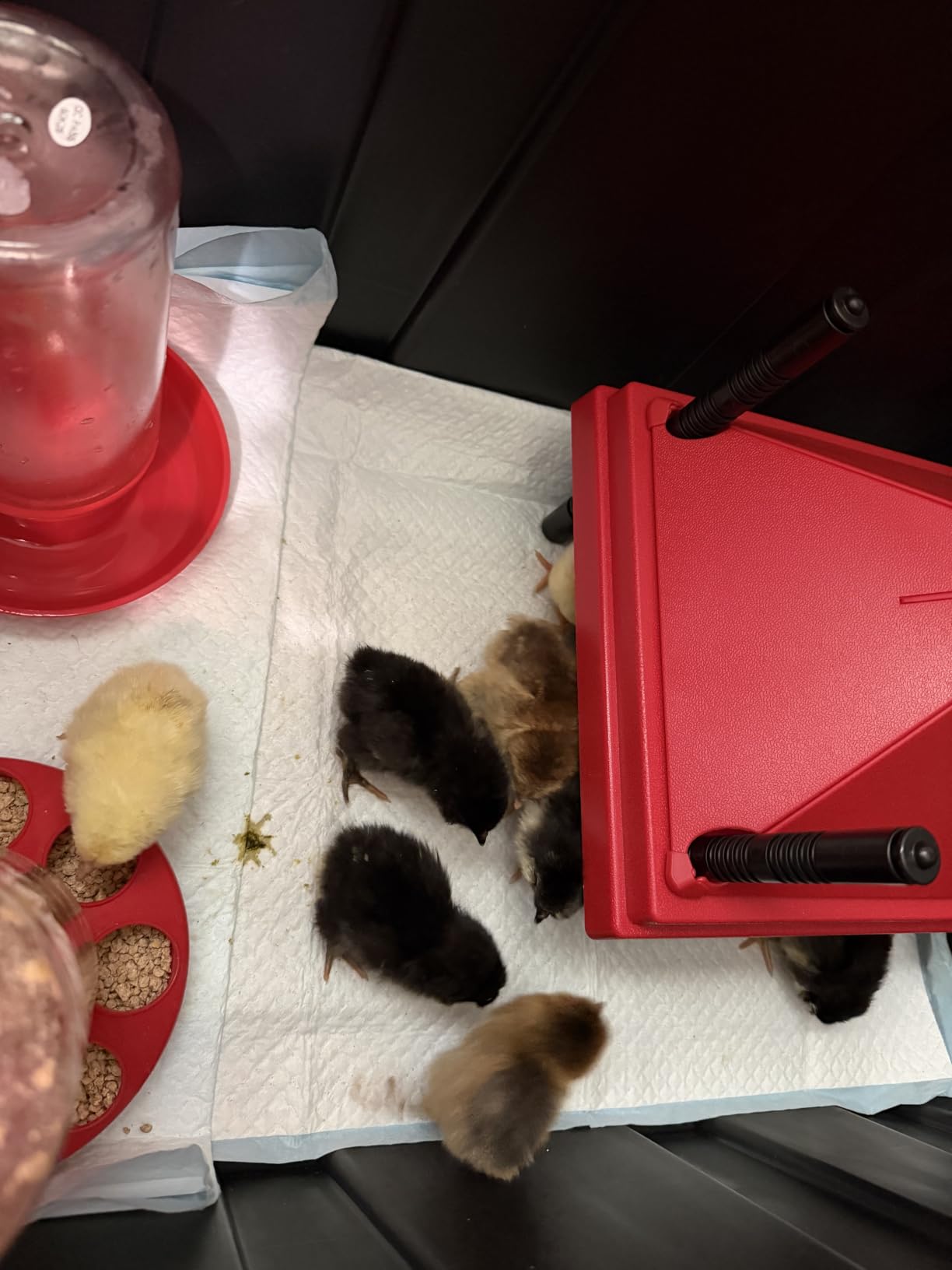 ZenxyHoC Brooder Plate for Chicks with Anti-Roost Cone, Chick Brooder Heater Red 10