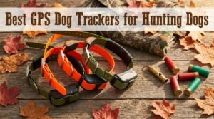 best gps dog trackers for hunting dogs