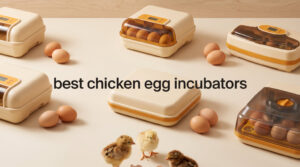 best chicken egg incubators