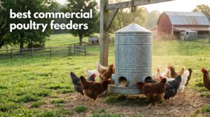 best commercial poultry feeders