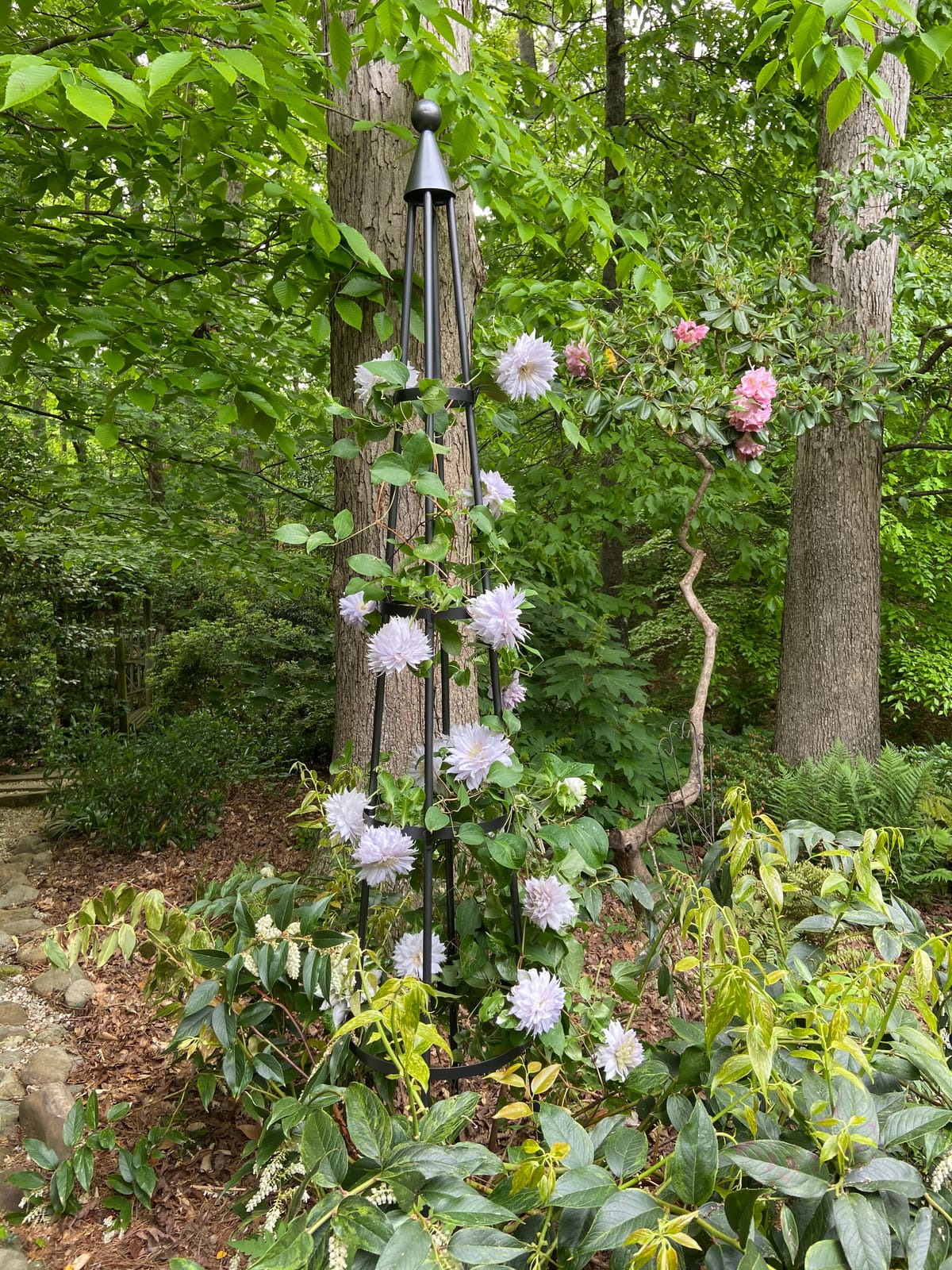 Achla Designs OBL-01, 61-in Wrought Iron Garden Obelisk Trellis, H, Graphite customer photo 2