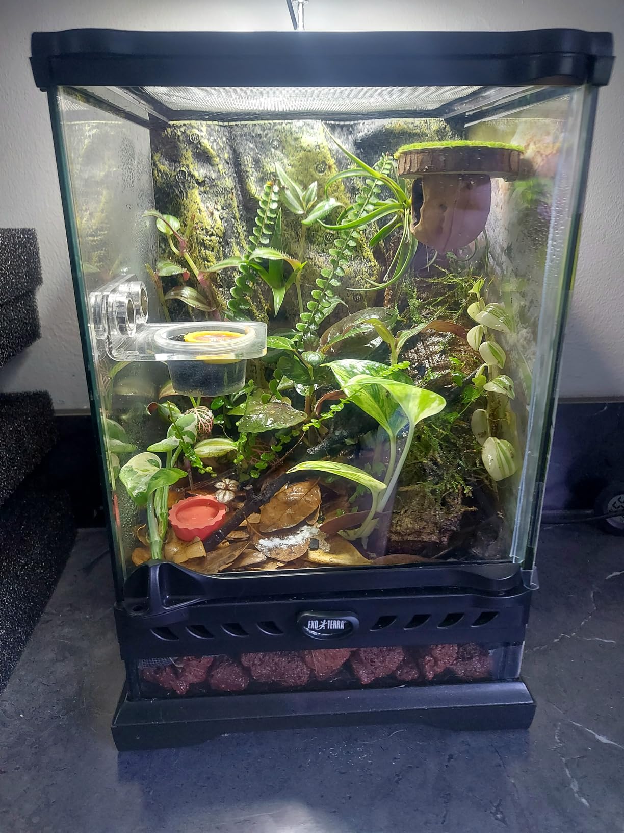 Exo Terra Glass Nano Terrarium Kit for Reptiles and Amphibians, Nano Tall - 8 x 8 x 12 Inches customer photo 1