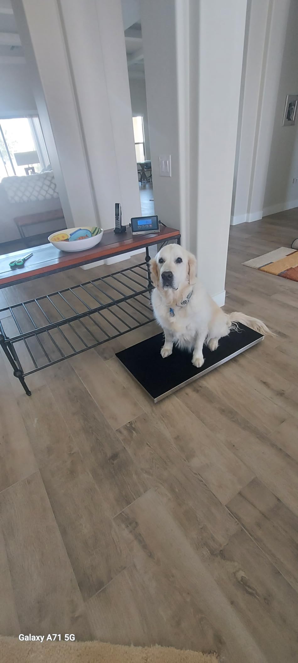 Heavy Duty 660 Pounds Veterinary Dog Scale with Stainless Steel Platform and Rubber Mat for Dog Cat Pet Alpaca Llama Sheep Fish Vet customer photo 1