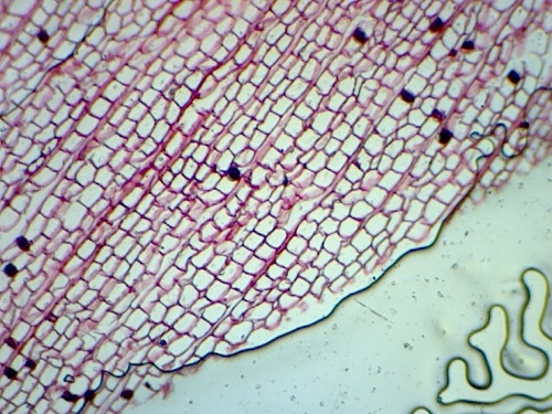 AmScope OMAX M82ES Binocular Compound Microscope, 40X-2000X customer photo 1