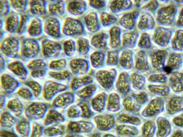 AmScope Rotating Monocular Compound Microscope, 40X-1000X Magnification customer photo 1