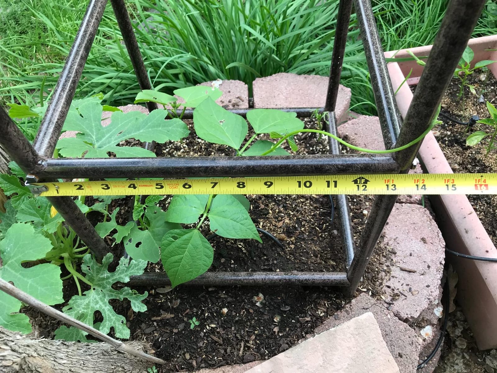 H Potter 8 Ft Garden Obelisk Trellis - Metal Rose Tower & Ground Stakes | Heavy Duty, Iron Climbing Clematis Structure, Charcoal Brown Vertical Plant Support customer photo 2