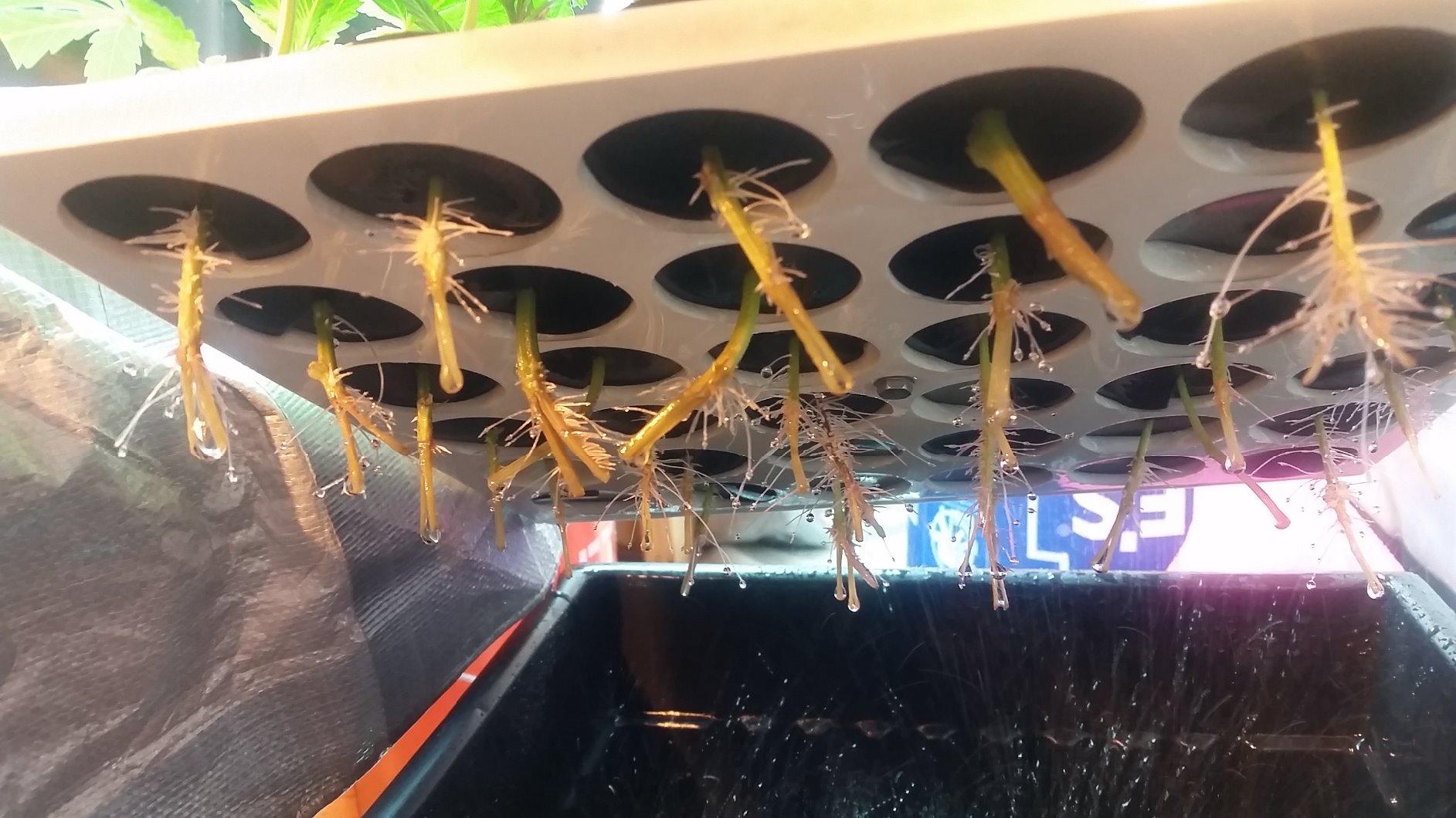 25 Site Aeroponic Cloning Machine Expect 100% Success Rates customer photo 2