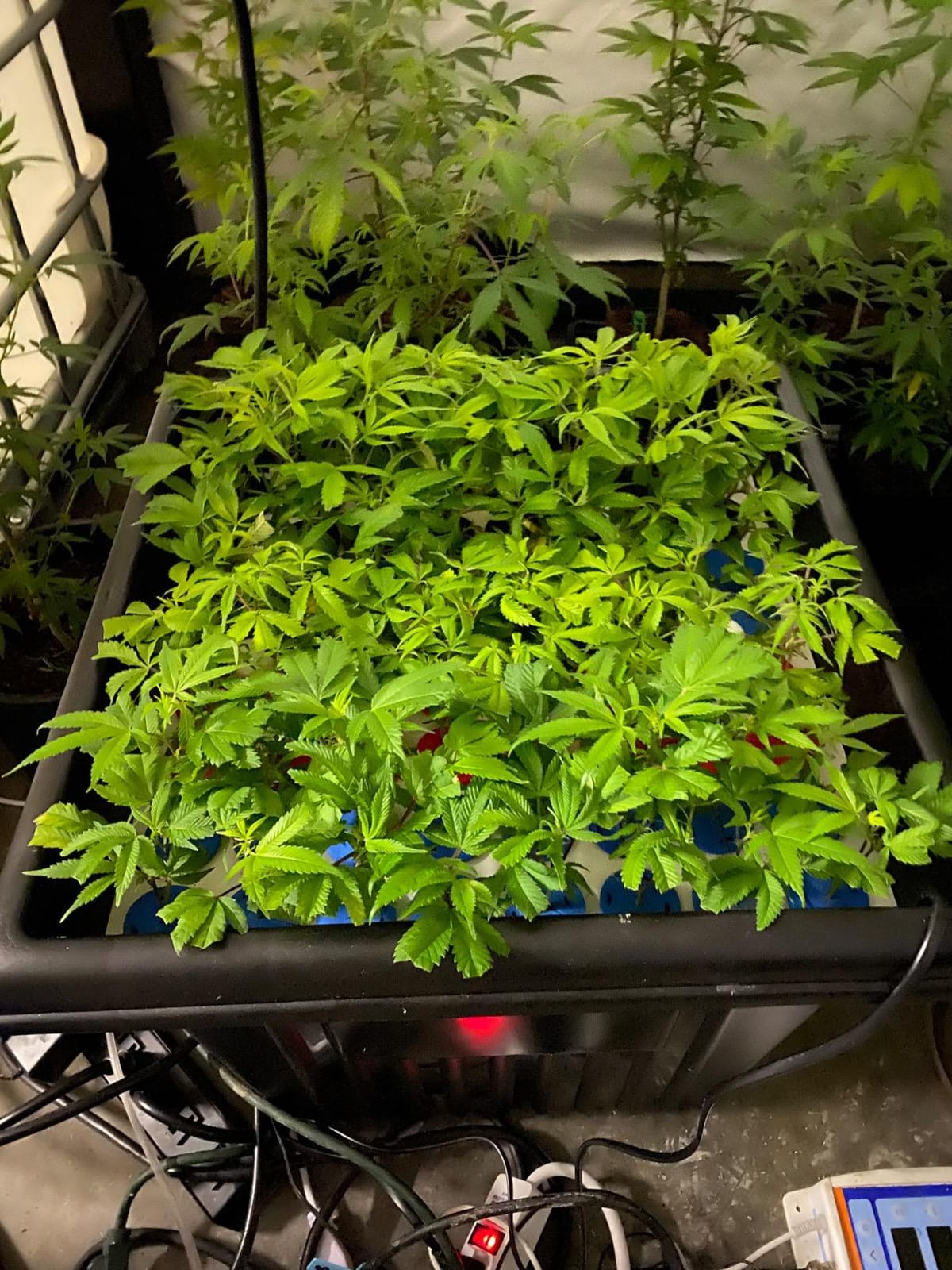 64 Site Aeroponic Cloning Machine Cloner Expect 100% Success Rates!!! customer photo 1