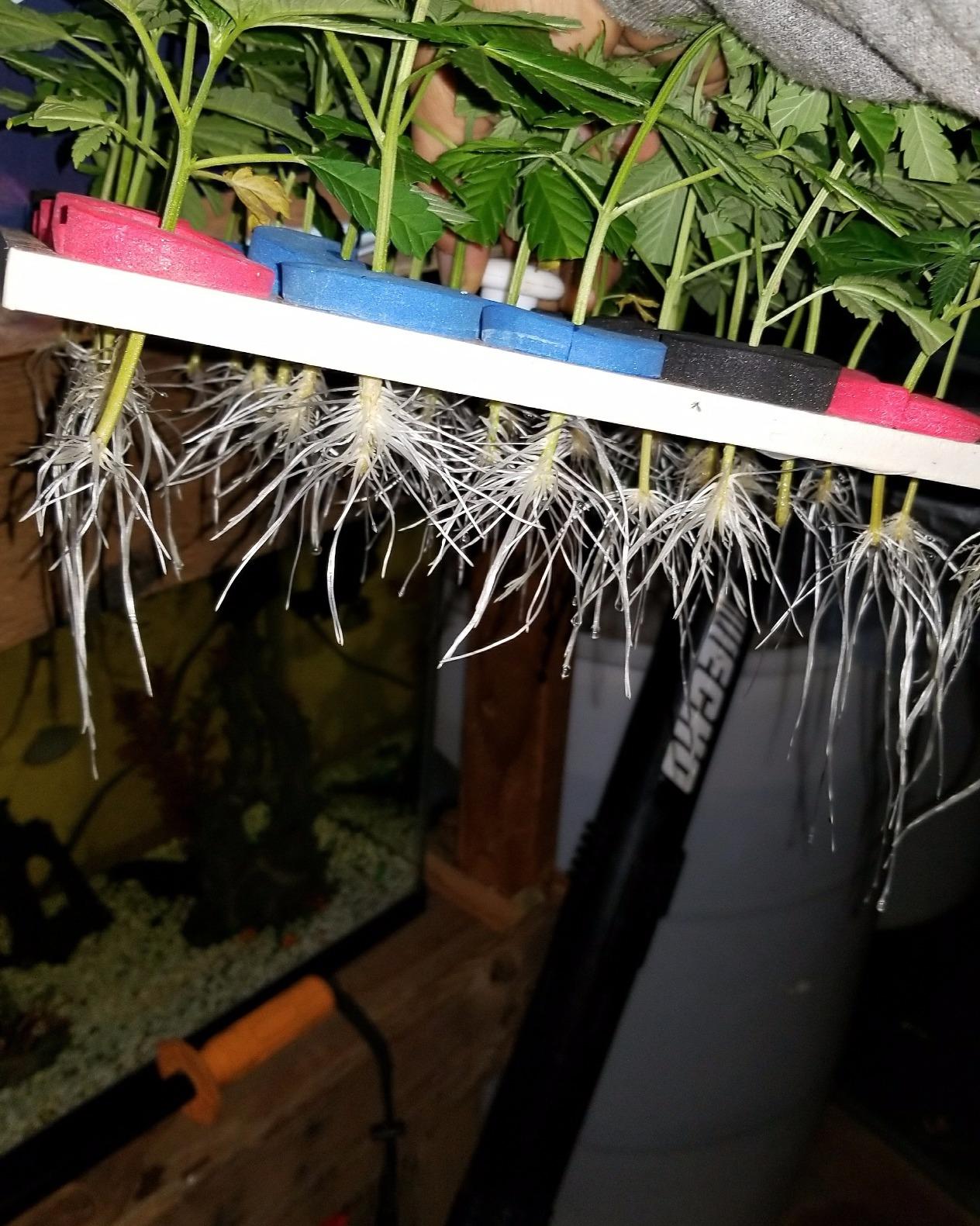 64 Site Aeroponic Cloning Machine Cloner Expect 100% Success Rates!!! customer photo 2