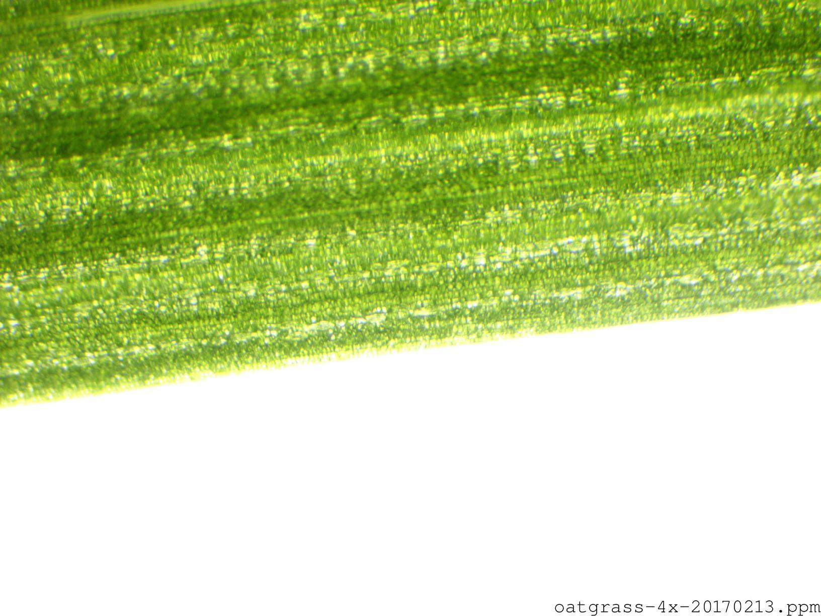 AmScope T120C Trinocular Compound Microscope, 40X-2500X Magnification | 40X-2500X Magnification Range Compound Biological Microscope Mechanical Stage Built-In LED Illumination Siedentopf customer photo 1