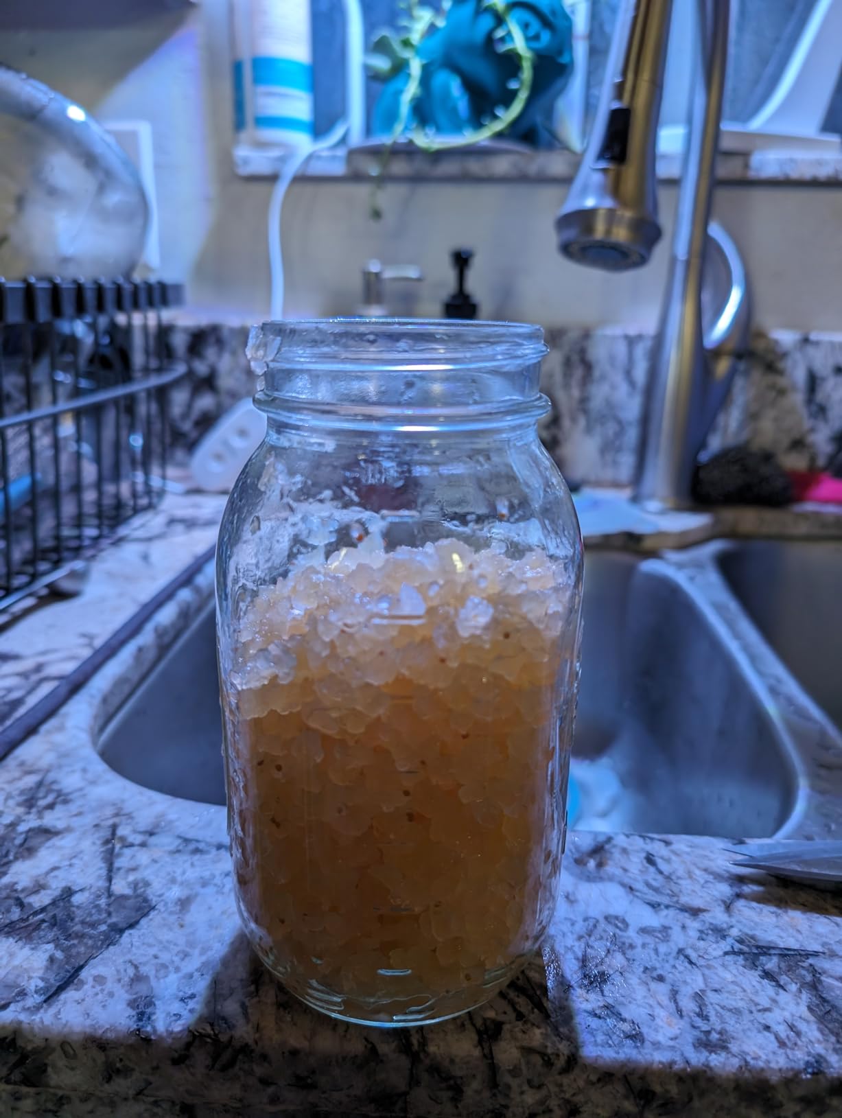 2 LARGE PORTION CUPS with 33% MORE EACH Live Florida Sun Kefir Natural Water Kefir Grains customer photo 2