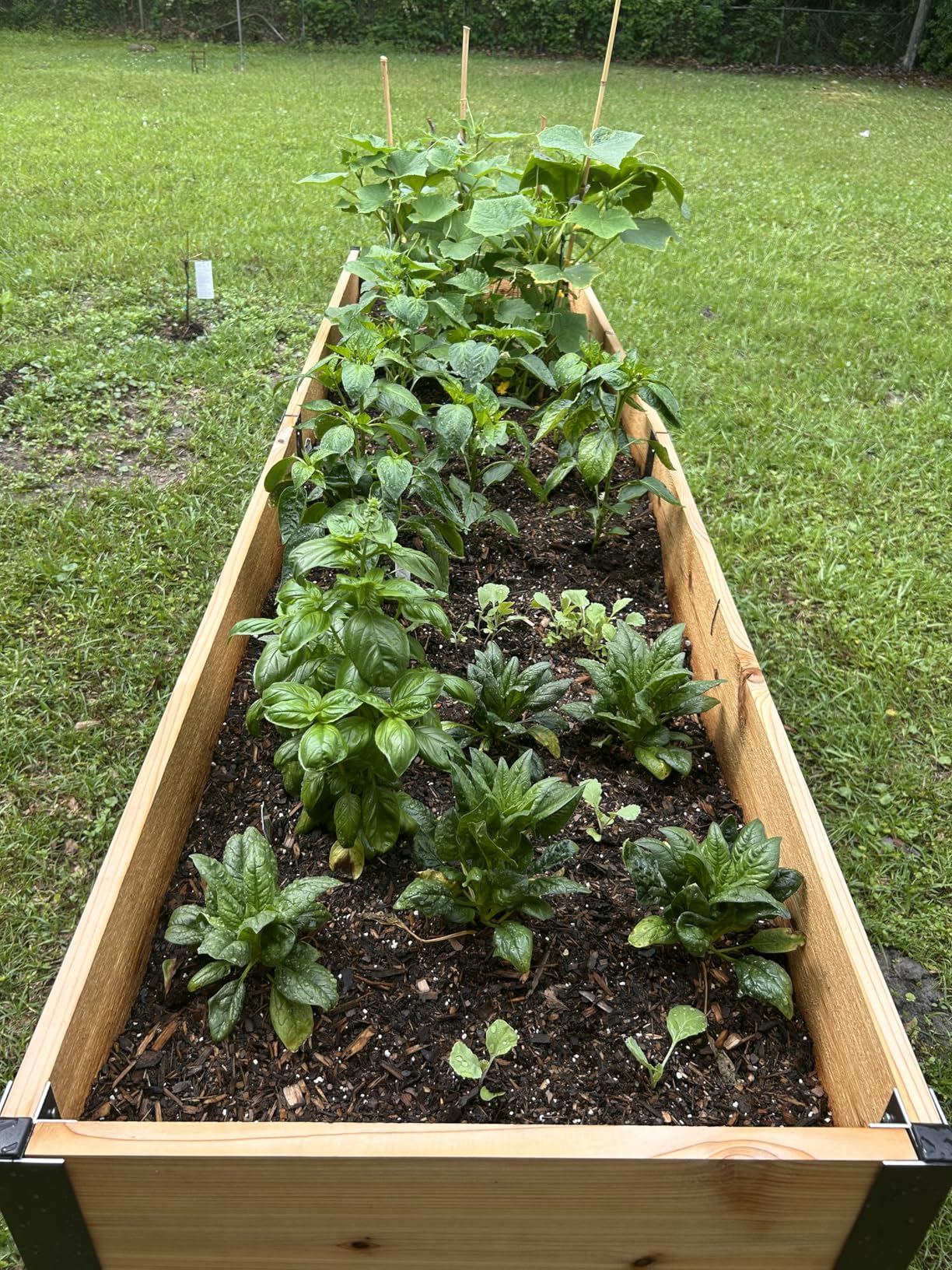 Gardener's Supply Company Raised Garden Bed Elevated Cedar Planter Box | 2' x 4' Heavy Duty Standing Garden Planters for Outdoor Plant Vegetables & Flower Gardening Perfect for Patio, Lawn & Backyard customer photo 1