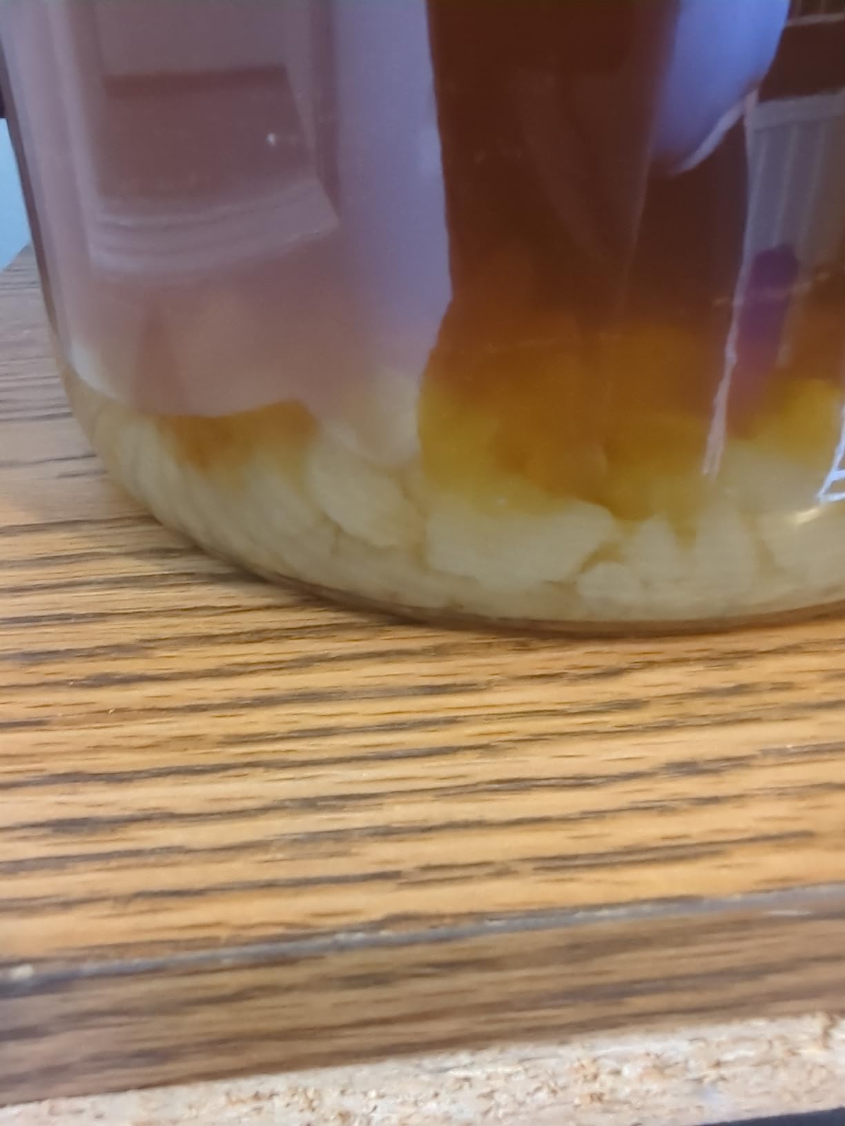 12 Brewing Bags Plus a QUARTER POUND Original Water Kefir Grains Exclusively from Florida Sun Kefir customer photo 2