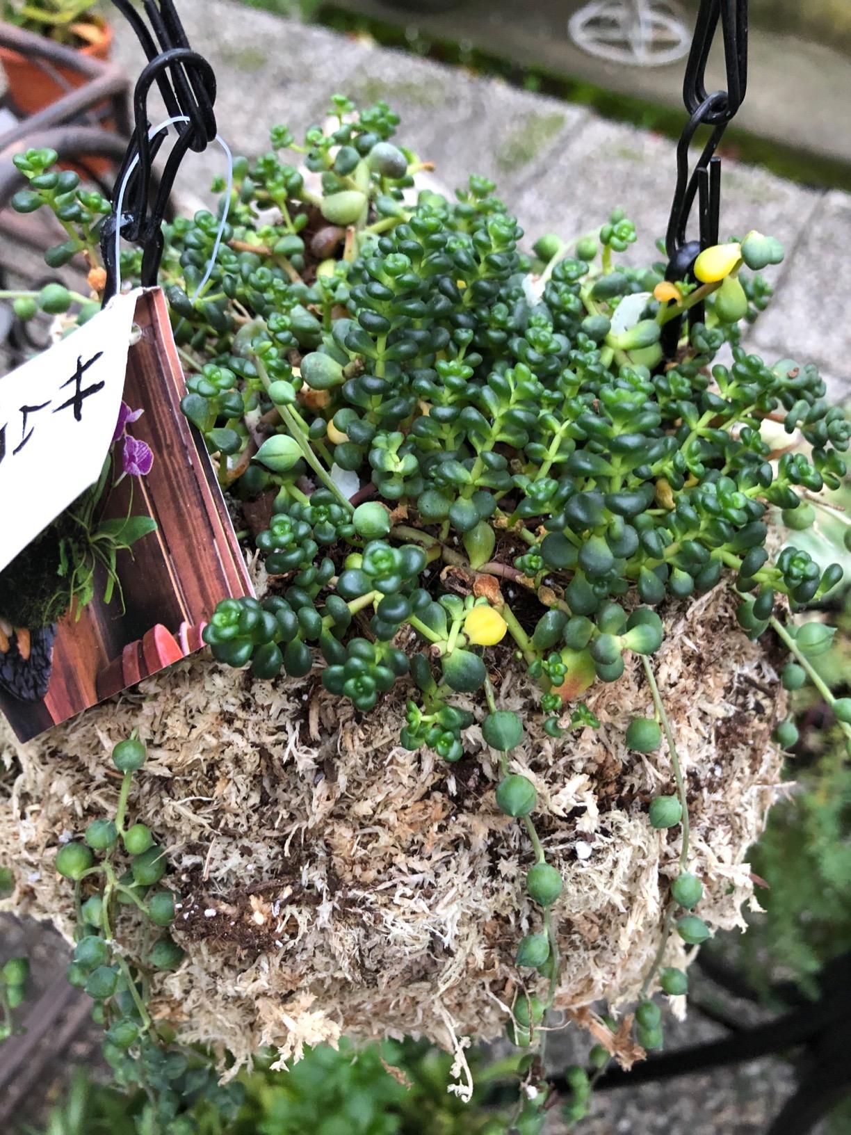 SuperMoss (29349) Blond Sphagnum Kokedama Planter, 6