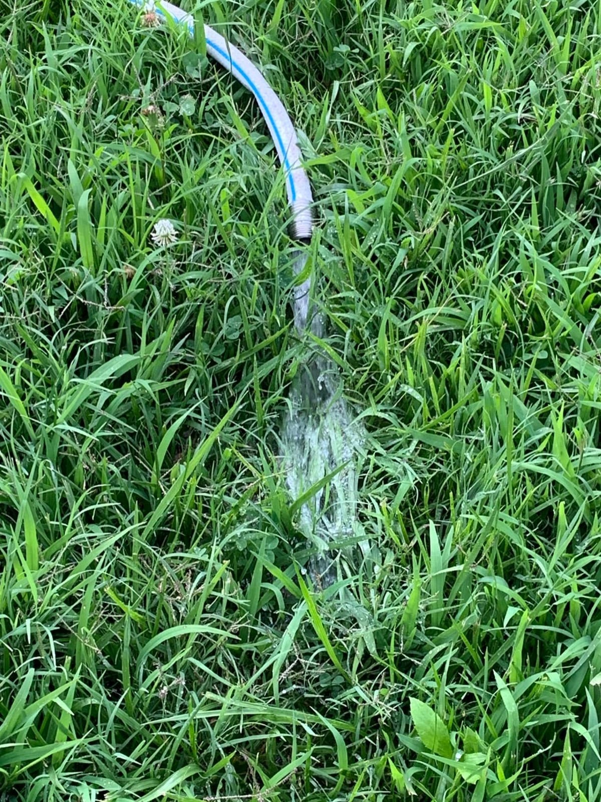 WAYNE WaterBUG Submersible Water Pump for Water Removal customer photo 1
