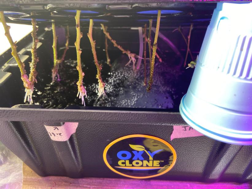 Oxyclone OX20SYS Recirculating Cloning System, 20 Sites, Compact customer photo 2