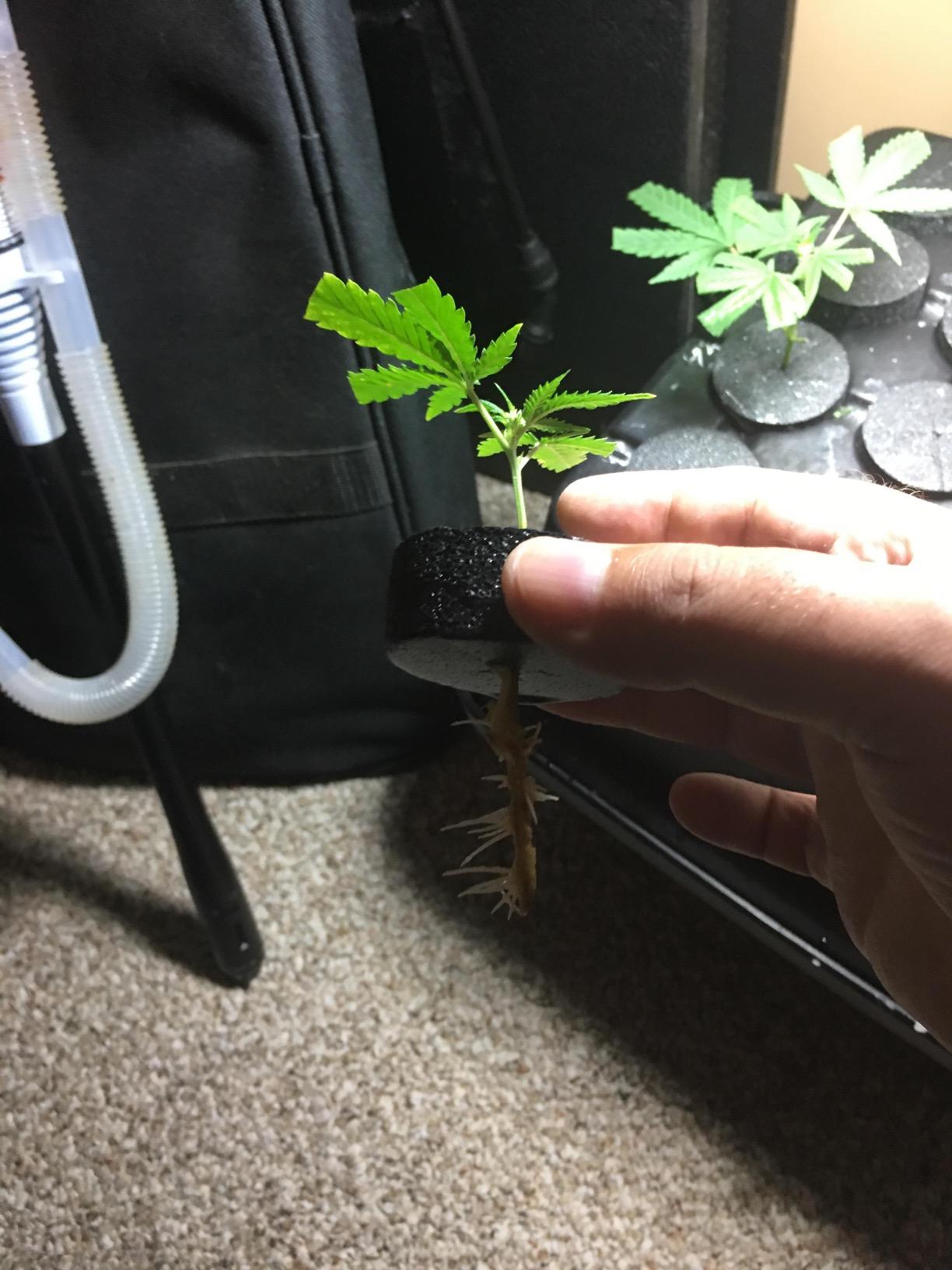 EZ Clone 16 Cutting Cloning System customer photo 2